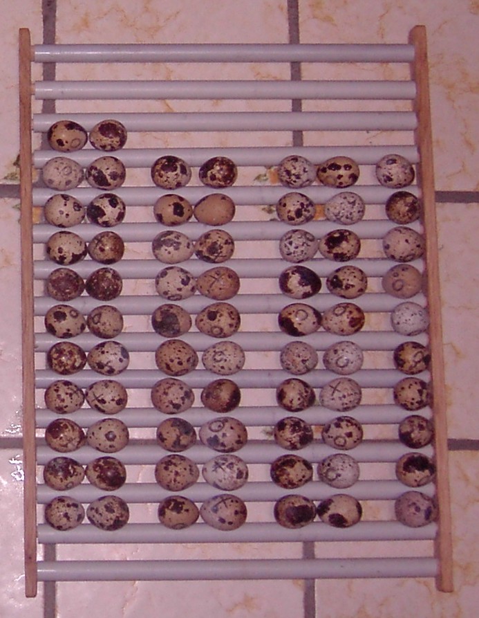 wachteleier umsetzen