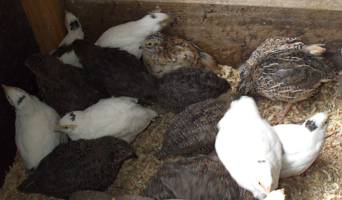 Wie Viel Platz Braucht Eine Wachtel Tierschutzvorgabe Und