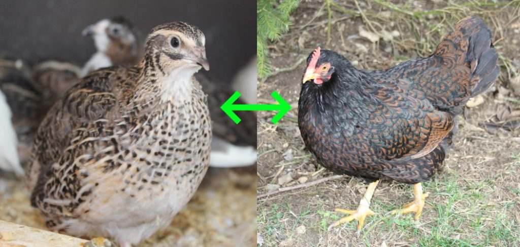 Wachteln und Hühner: Wo sind die Unterschiede?