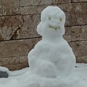 Wachteln im Winter