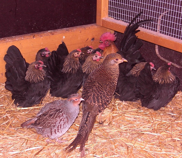 Wachteln und Hühner zusammen halten