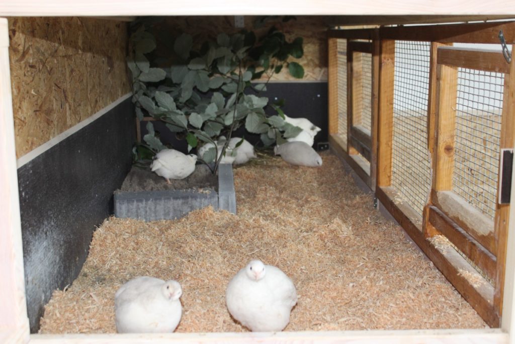 Wachtelstall mit einer Größe von knapp 2m²