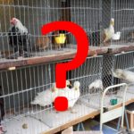 Fragen zur Anschaffung von Wachteln