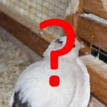 Fragen zu Streit und Verletzungen