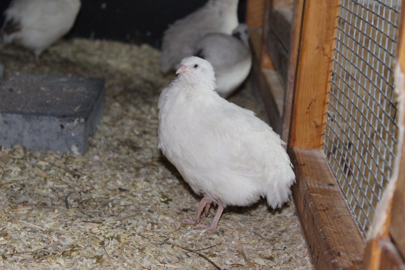 Hahn attakiert Henne