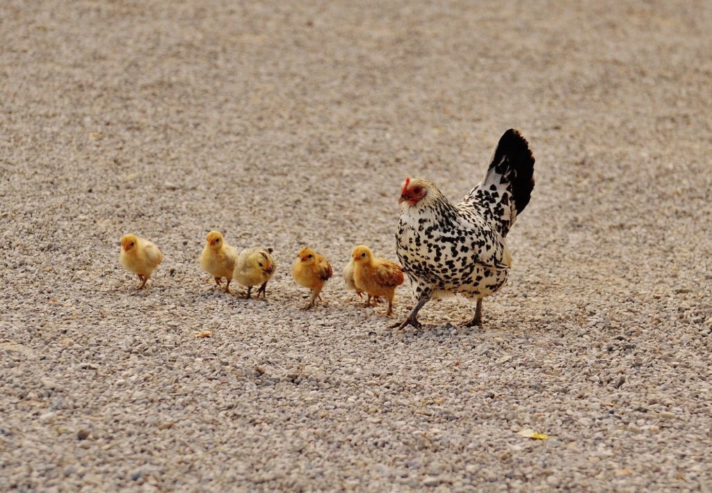 Wachteleier vom Huhn ausbrüten lassen