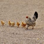 Wachteleier vom Huhn ausbrüten lassen