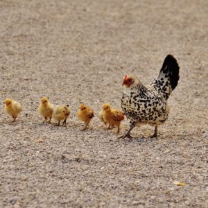 Wachteleier von Huhn ausbrüten?