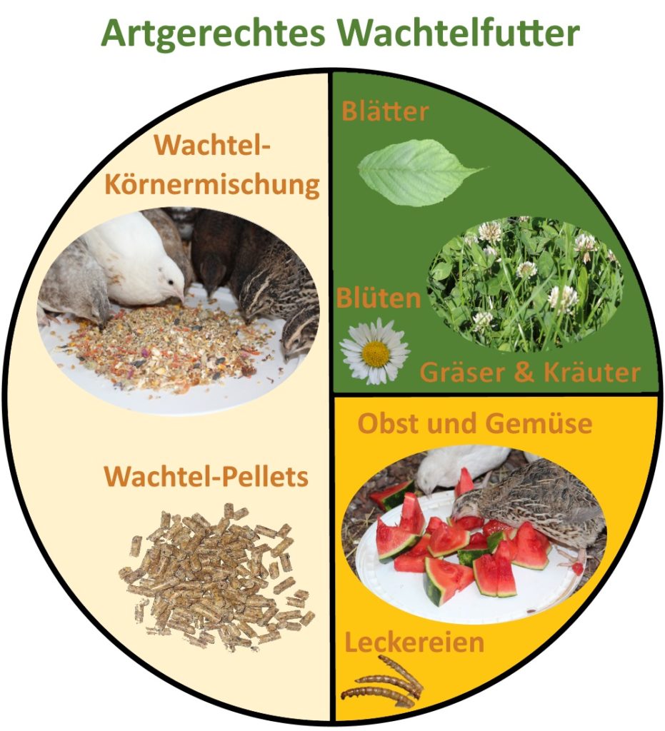 Wachtelfutter - Was fressen Wachteln