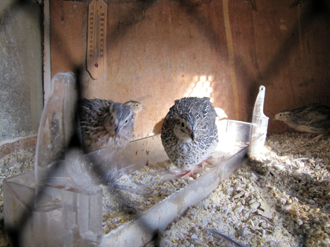 Wachtelkäfig