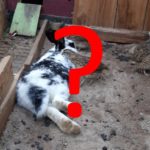 Wachteln und andere Tiere zusammen halten