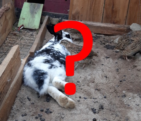 Wachteln und andere Tiere zusammen halten