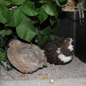 Wachelhaltung im Garten?