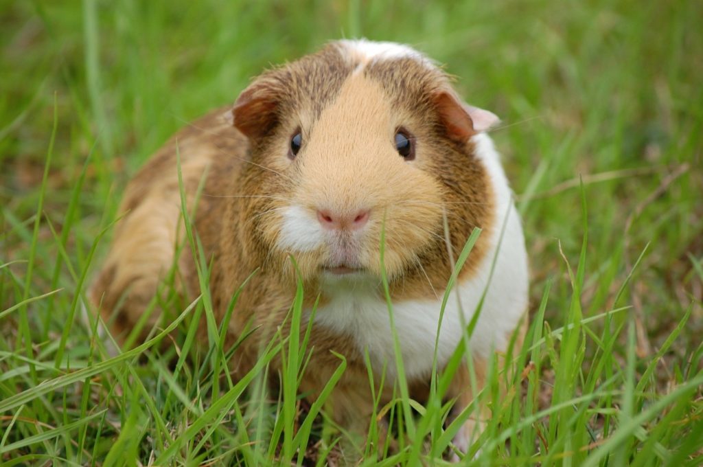 Wachteln und Meerschweinchen zusammen halten