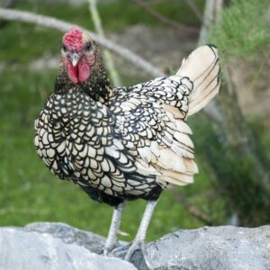 Wachteln und Zwerghühner zusammen halten?