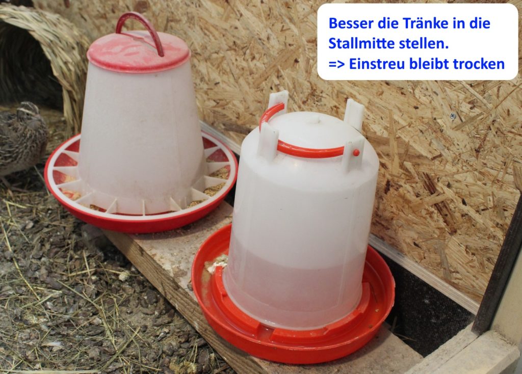 Wachteln ausmisten - Tränke-Tipp