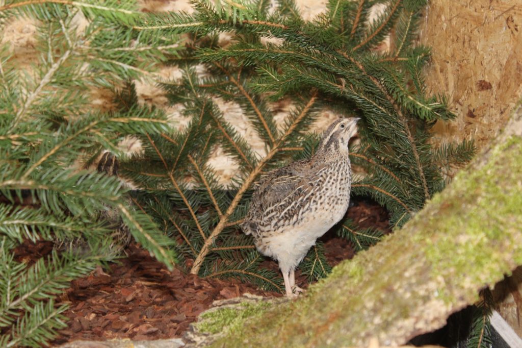 Naturnahe Einrichung der Wachtelvoliere mit Zweigen und Ästen