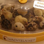 Wachteleier ausbrüten - Große Anleitung