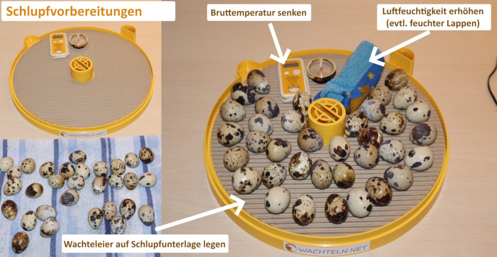 Auf dem Bild sieht man die Brutmaschine vor die Wachteleier schlüpfen