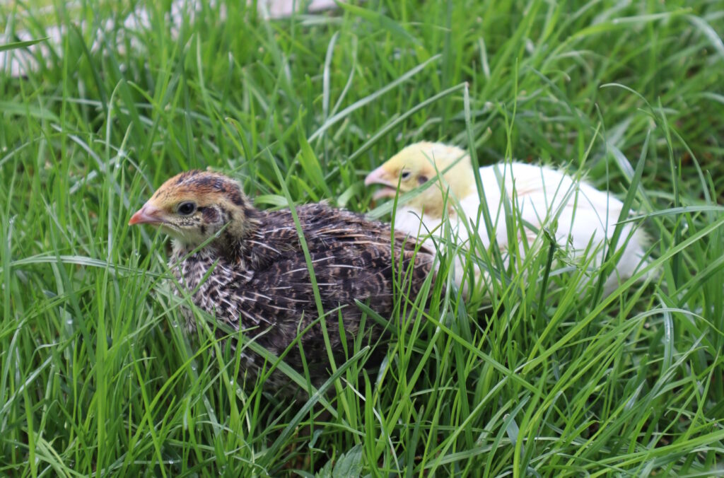 Bild zeigt zwei Wachtelküken im Freien auf einer Wiese.