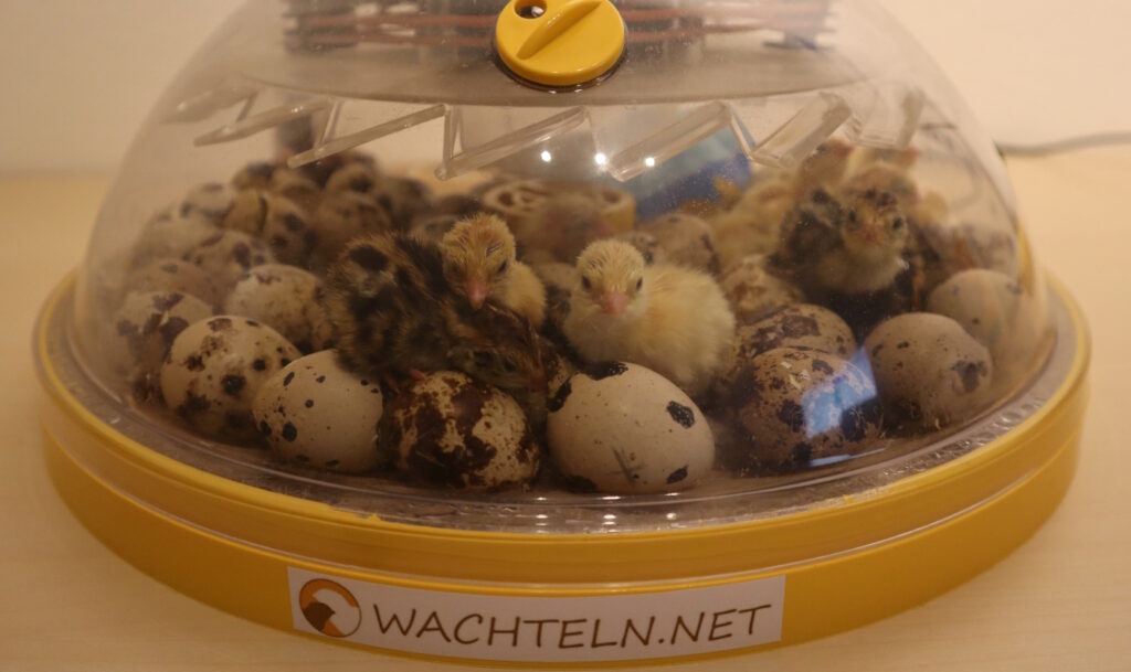 Auf dem Bild sieht man wie die ersten Wachtelküken schlüpfen