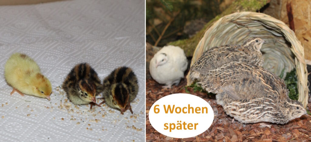 Das Bild zeigt 3 Wachtelküken am Tag 1 und nach 6 Wochen.