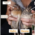 Auf dem Bild sieht man Kriterien wie man das Geschlecht bei Wachteln erkennen kann und so den Wachtelhahn bestimmen kann.