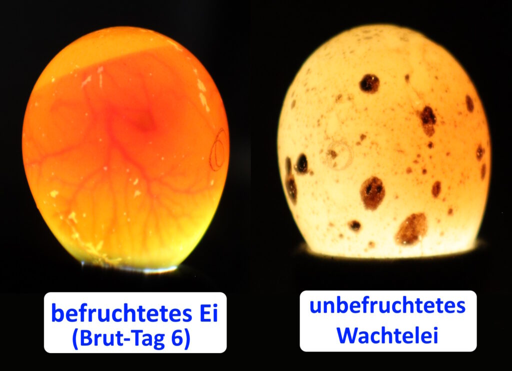 Auf dem Bild sieht man links ein befruchtetes Wachtelei und rechts ein unbefruchtetes Ei beim Schieren.