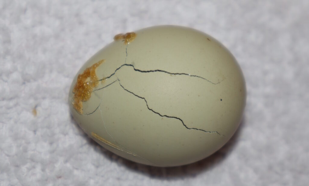 Ein Wachtelei, indem sich der Embryo bereits zersetzt.
