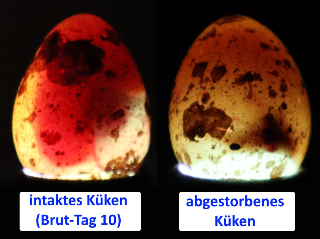 Auf dem Bild erkennt man ein intaktes und ein abgestorbenes Wachtelküken beim Schieren an Tag 10
