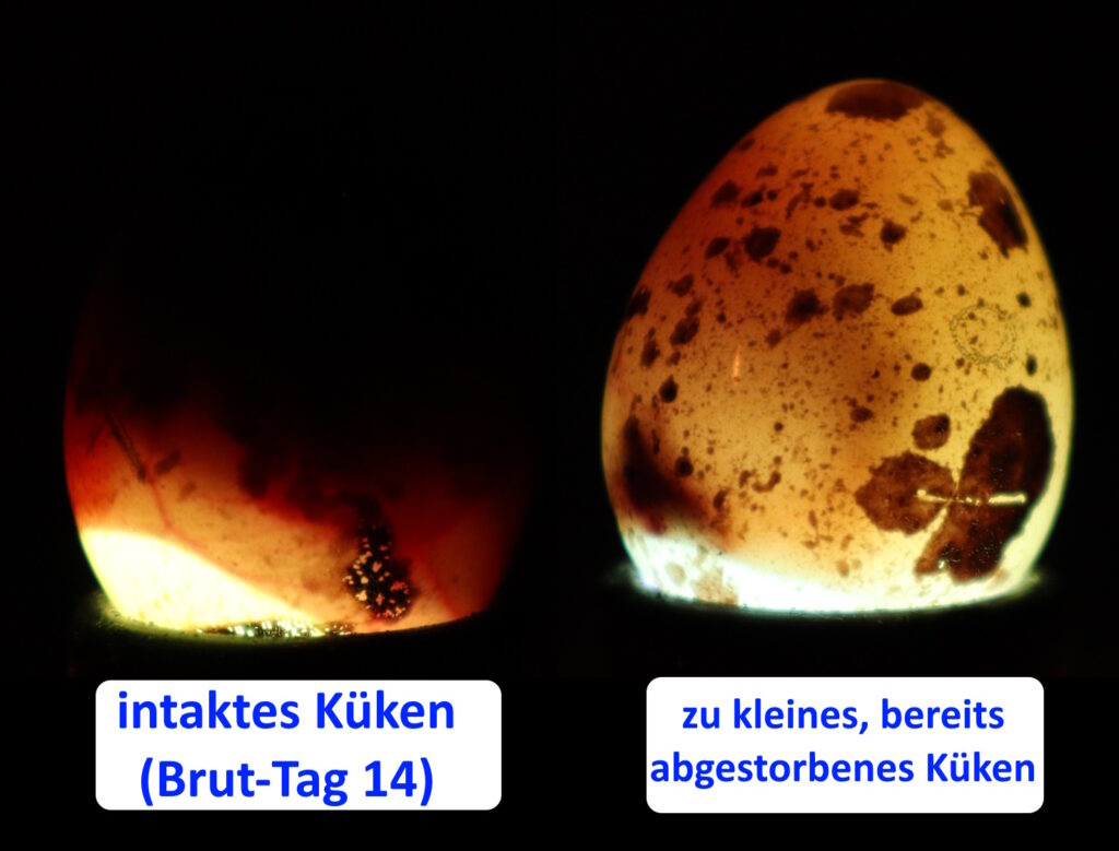 Auf dem Bild sieht man beim Schieren ein typisches Küken an Tag 14 und ein deutlich zu kleines, abgestorbenes Wachtelküken.