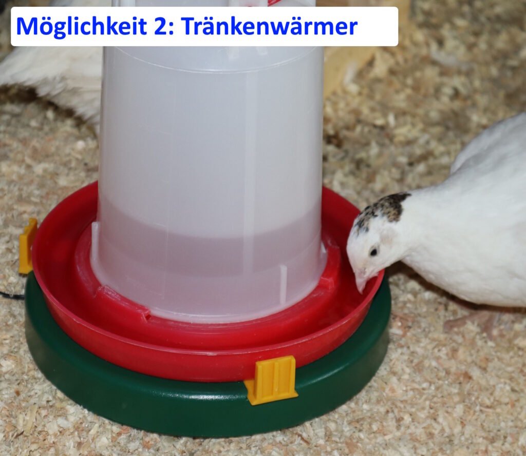 Auf dem Bild sieht man eine Wachtel, die aus einer Tränke mit einem Tränkenwärmer trinkt.