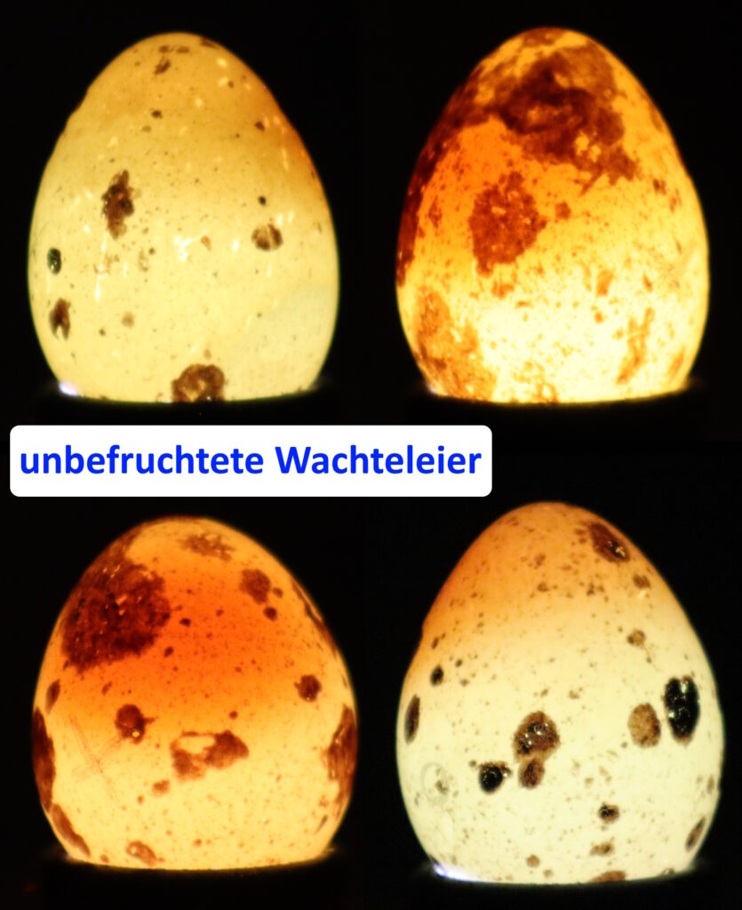 Auf dem Bild sieht man 4 unbefruchtete Wachteleier beim Schieren.