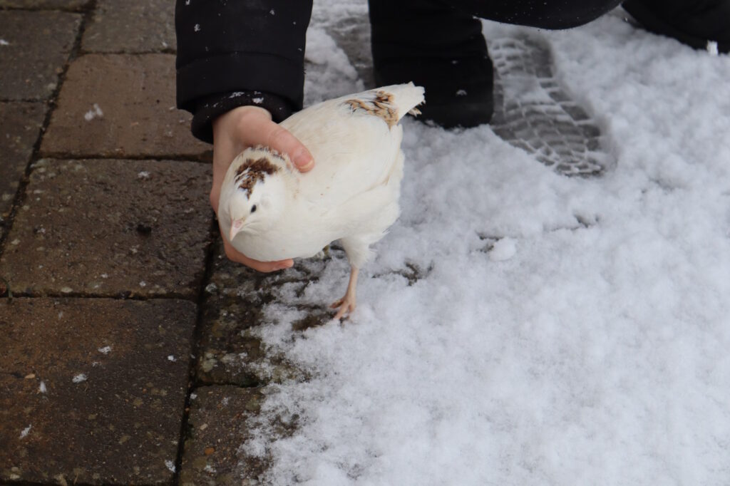 Eine Wachtel, die aus dem Schnee genommen und in einen warmen Wachtelstall umgesetzt wird.