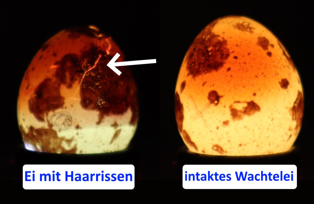 Auf dem Bild sieht man ein Wachtelei mit Haarrissen und ein intaktes Wachtelei beim Durchleuchten.