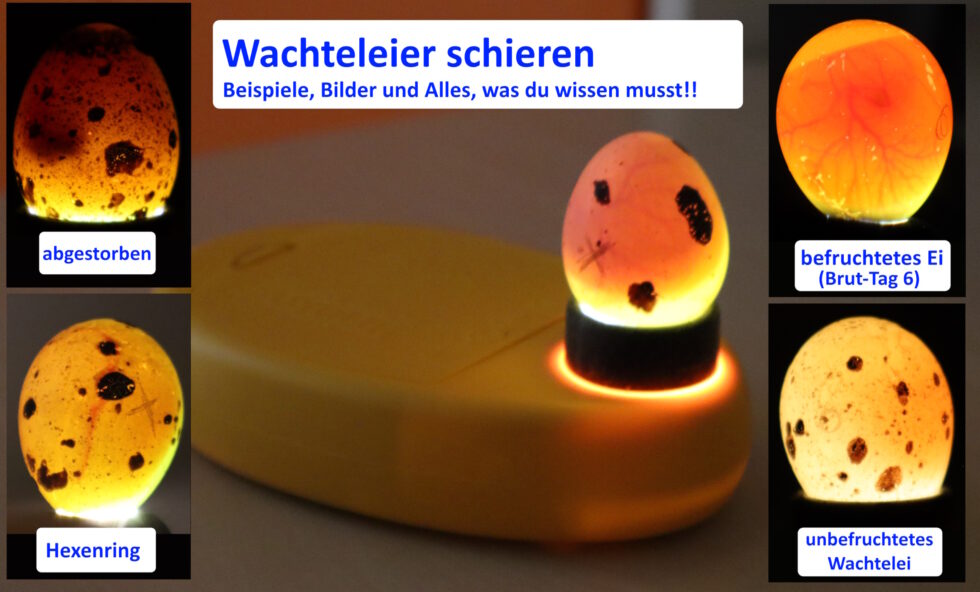 Auf dem Bild sieht man eine Infografik mit allen Details zum Schieren von Wachteleiern.