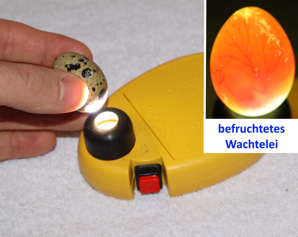 Auf dem Bild sieht man wie man ein Wachtelei mit einer Schierlampe durchleuchtet