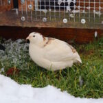 Auf dem Bild sieht man eine Wachtel im Winter bei Schnee uns Eis.