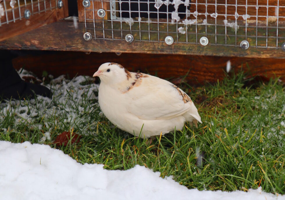Auf dem Bild sieht man eine Wachtel im Winter bei Schnee uns Eis.
