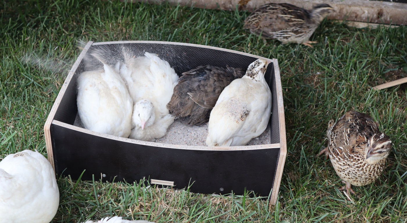 4 Stück Taubennest Schalen Aus Kunststoff - Praktische Nisthilfen Für Tauben & Wachteln