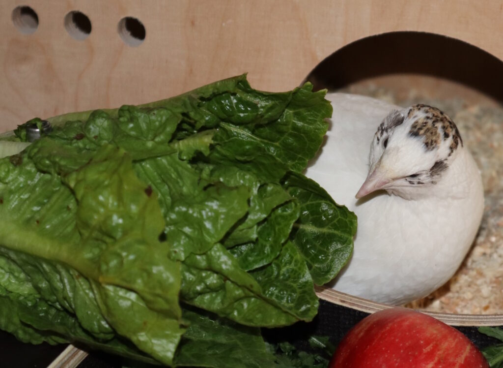 Auf dem Bild sieht man eine Legewachtel, die Salat frisst.