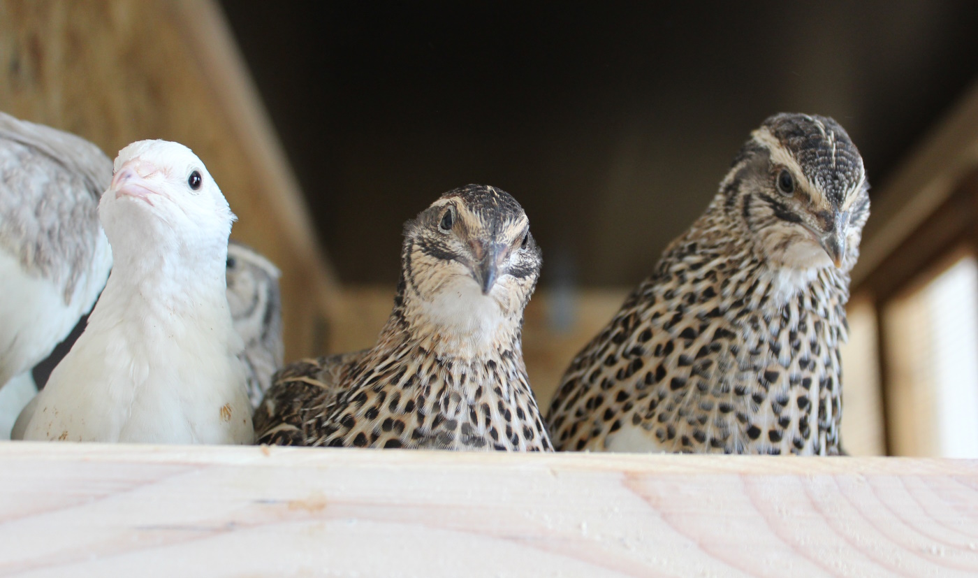 Wachtelkäfig Aus Metall - Legebox Für 30-40 Wachteln Mit Kotwanne