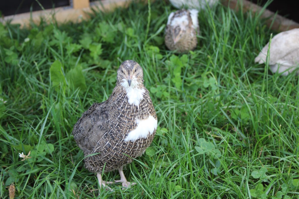 Eine stolze Wachteln auf einer Wiese im Familiengarten.