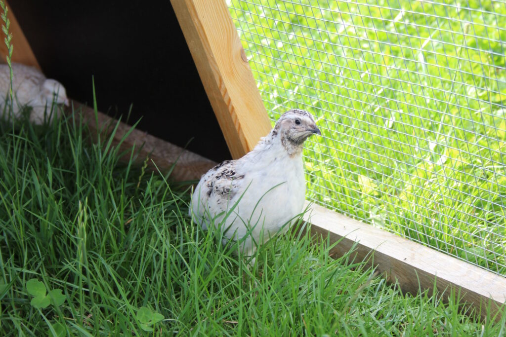 Glückliche Wachtel im Wachtelgatter